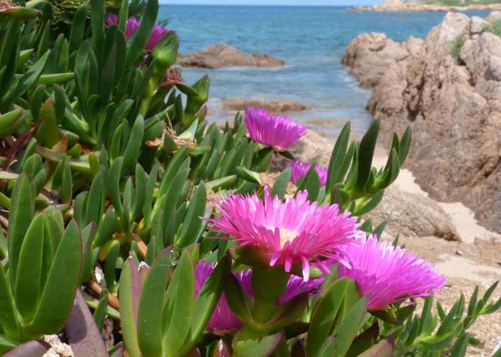 Roślinność i zatoka Morza Śródziemnomorskiego puzzle
