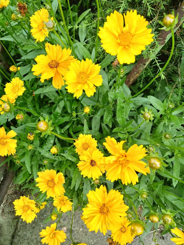 żółte kwiatki puzzle online