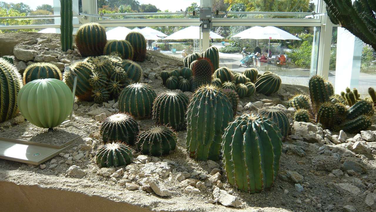 Rośliny kaktusowe puzzle online