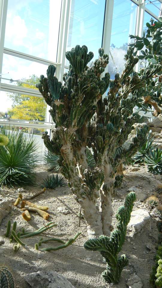 Drzewo kaktusowe puzzle online