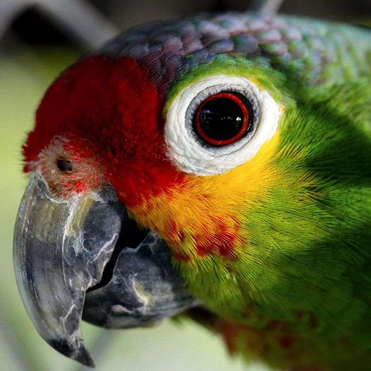 Kolorowa papuga ara puzzle online