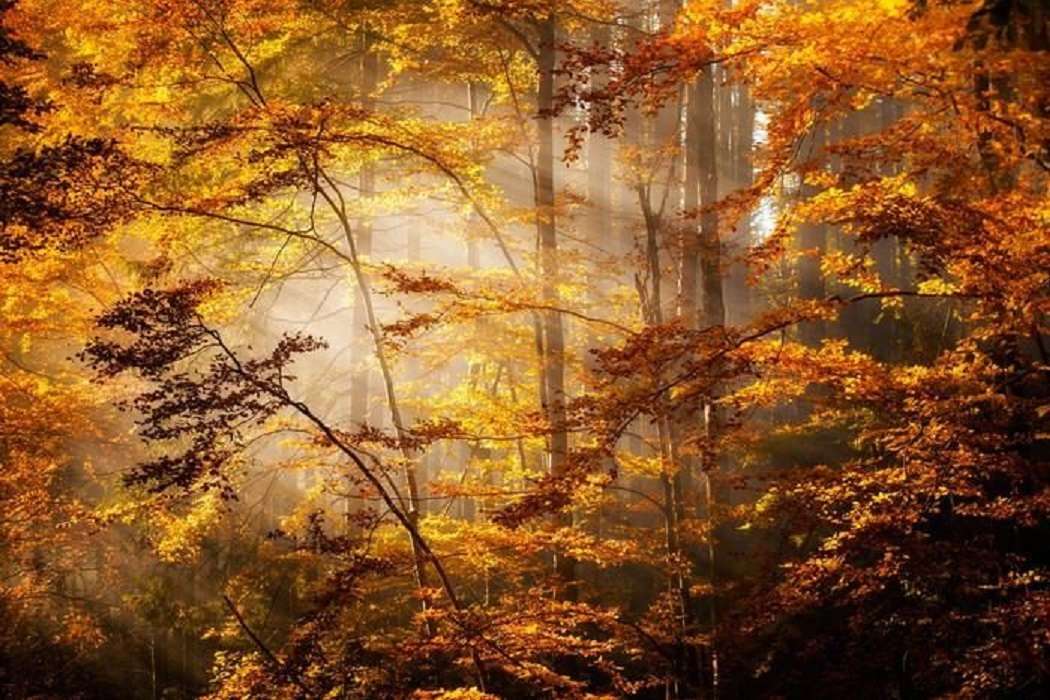 Hösten i skogen. pussel