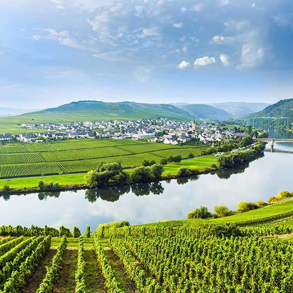Panorama winnic w dolinie Renu puzzle online