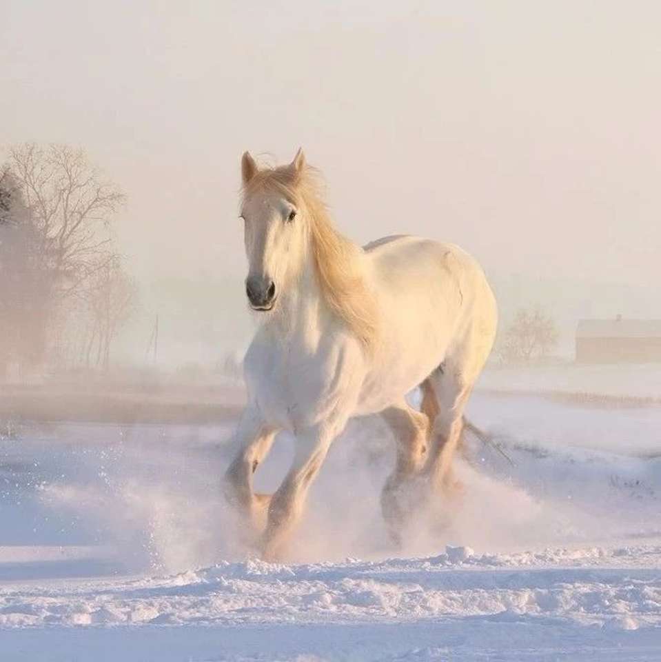 Zimowy biały koń puzzle online