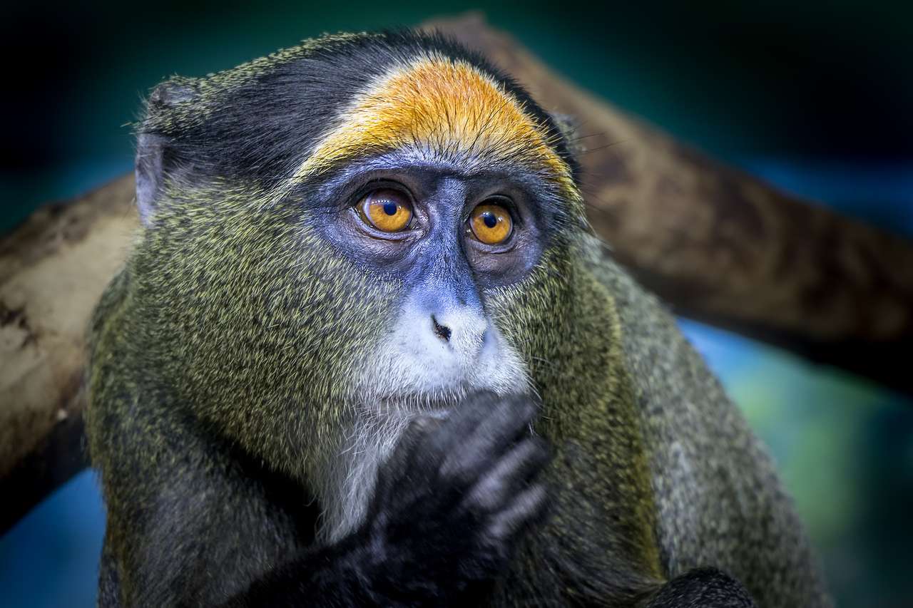 Bliska portret złotej małpy Rwandy puzzle online
