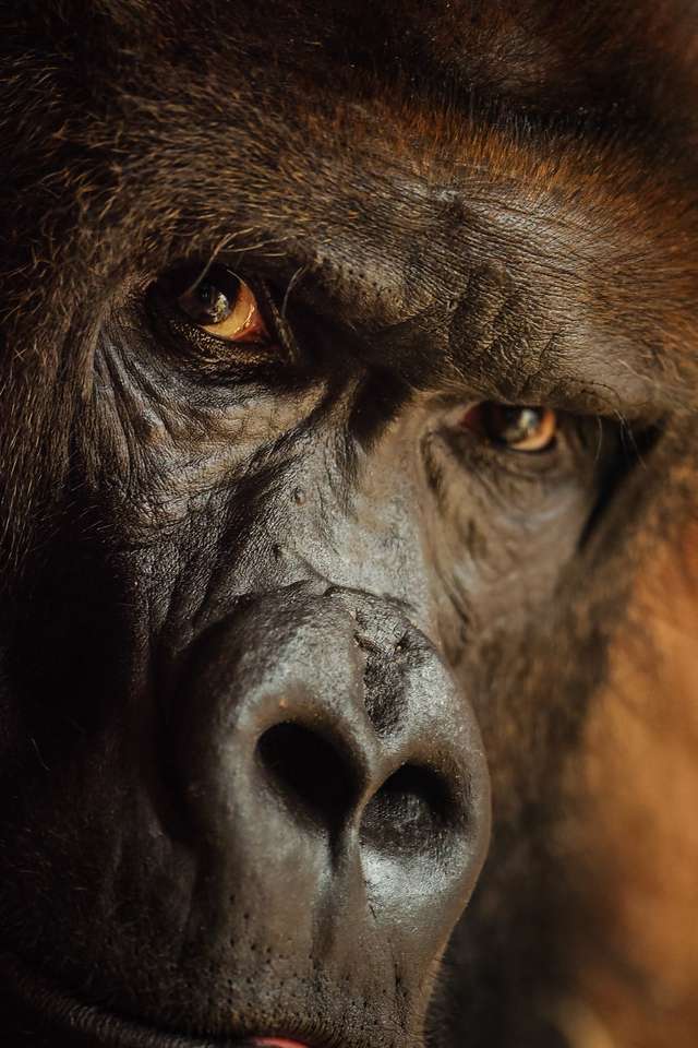 Wściekły goryl z niebezpiecznym wyrazem twarzy puzzle online