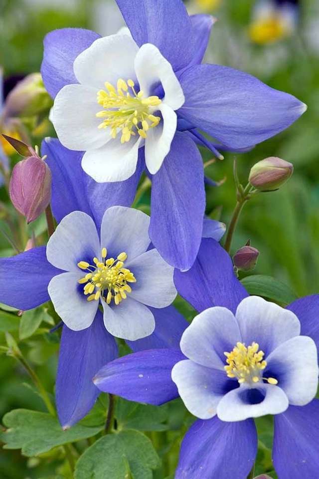 niebieskie kwiaty puzzle online