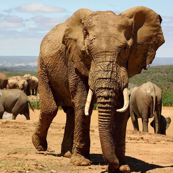 Słonie na Wybrzeżu Kości Słoniowej puzzle online