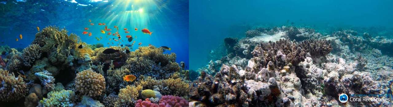 Zniszczenie raf koralowych puzzle online