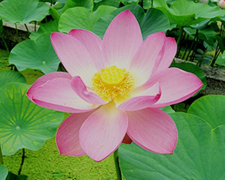 Kwiat lotosu wodnego puzzle online