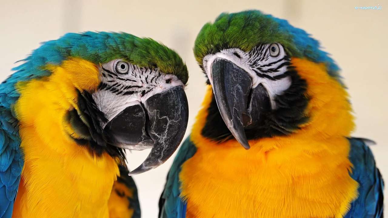 Dwie kolorwe papugi ary puzzle online