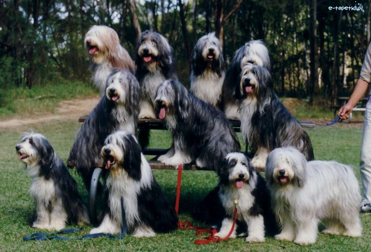 Psy rasy bearded collie puzzle online