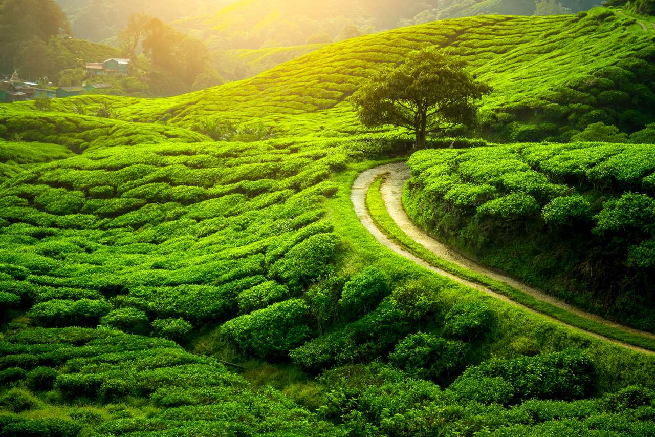 Plantacja herbaty i samotne drzewo o zachodzie słońca puzzle online