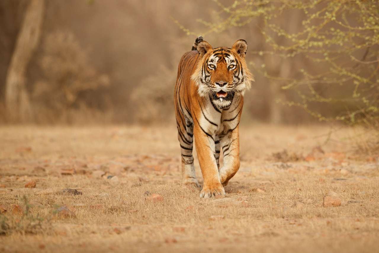 Тигър в естественото му местообитание пъзел