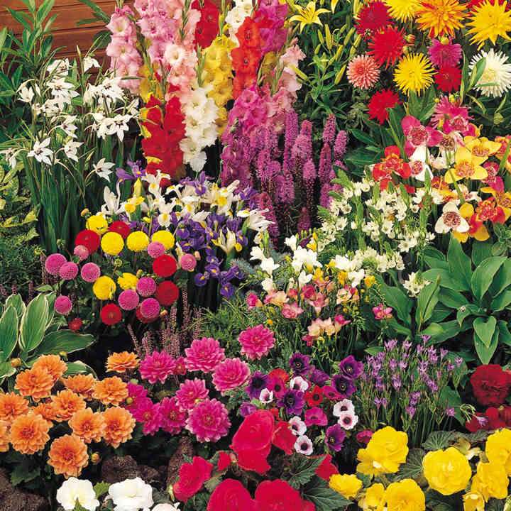 w ogrodzie kwiatowym puzzle online