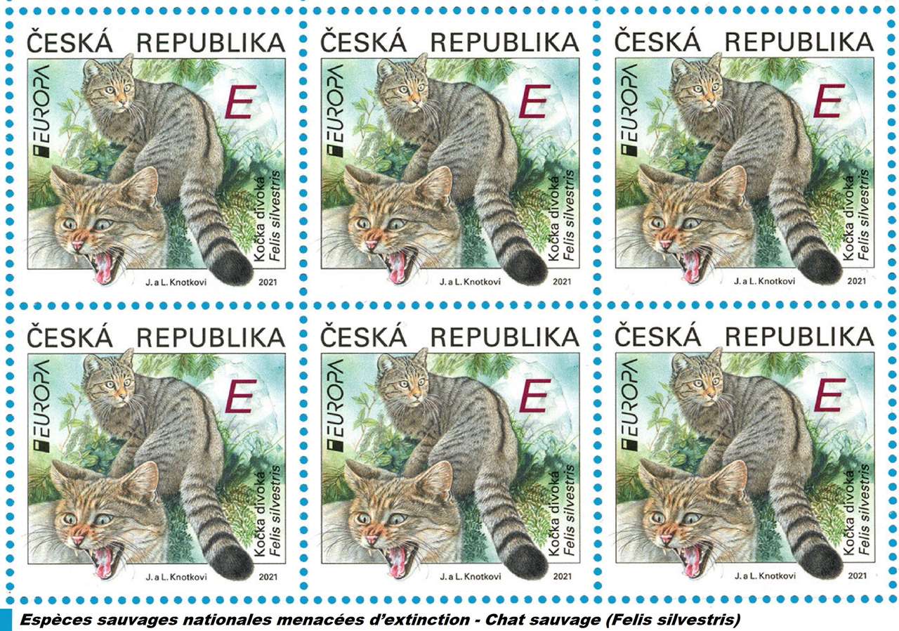 Dziki kot (Felis silvestris): gatunek zagrożony puzzle online