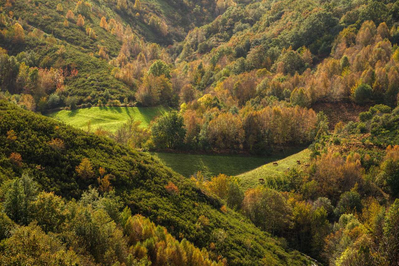 Jesienny widok lasu i łąk w Galicji puzzle online