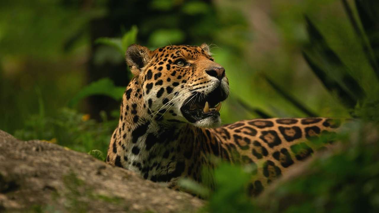 Jaguar puzzle online