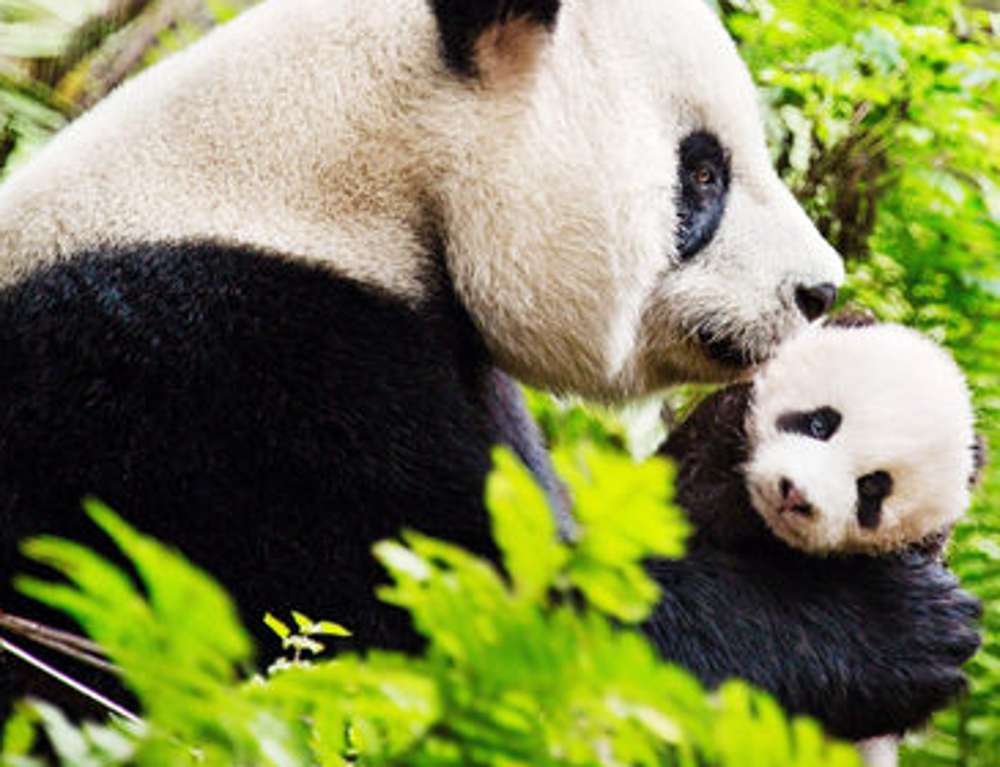 Mama panda i jej młode puzzle online