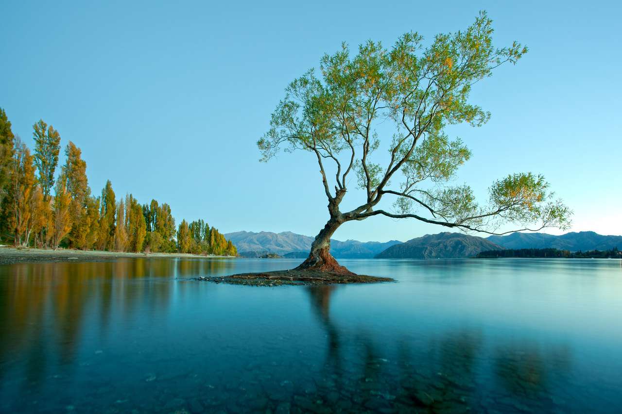 Wiosenne drzewo w jeziorze, Nowa Zelandia puzzle online
