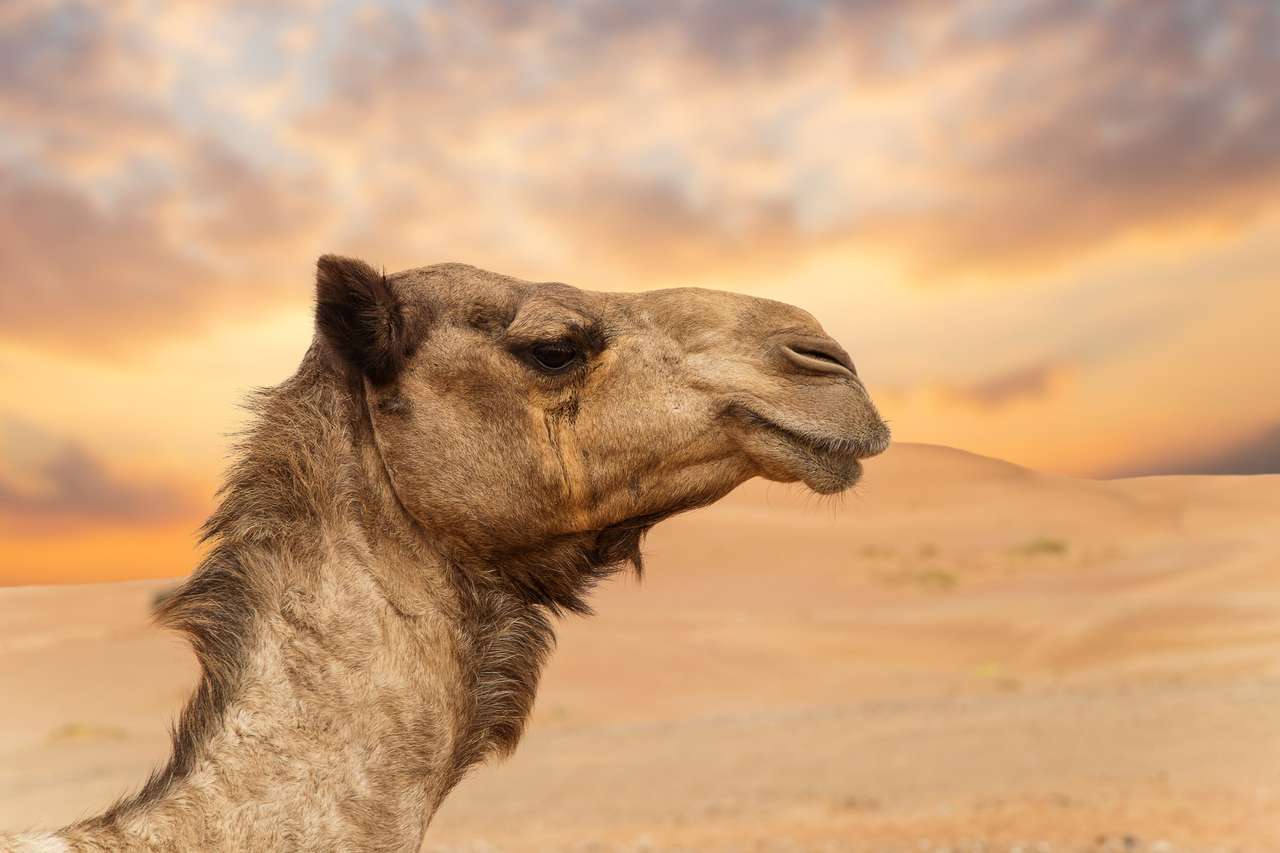 Wielbłądy bliskowschodnie na pustyni puzzle online