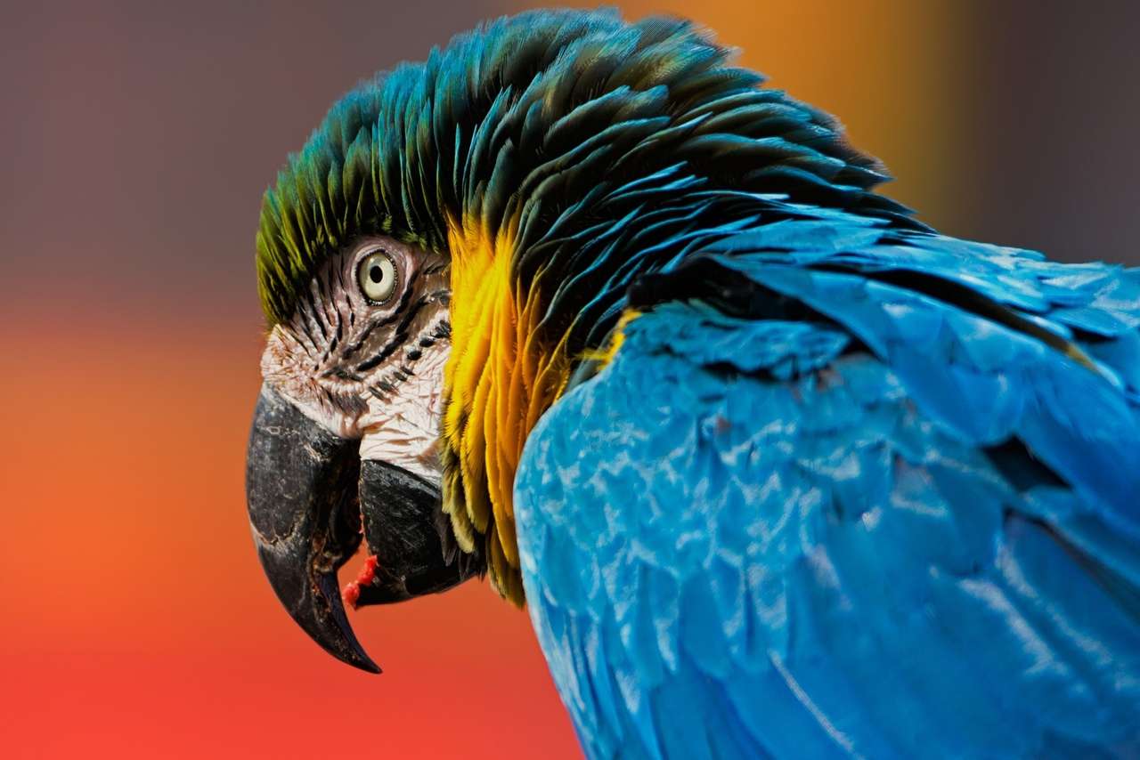 Kolorowa papuga Ara puzzle online