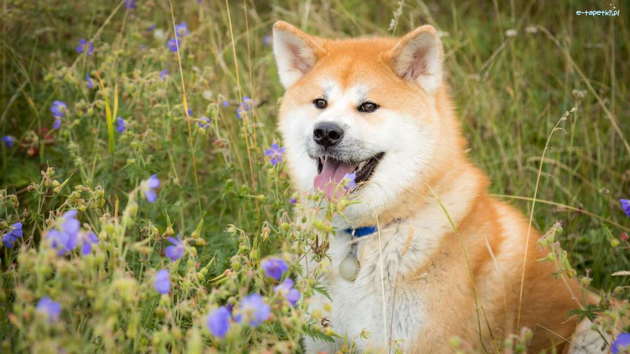 Pies rasy japońskiej puzzle online