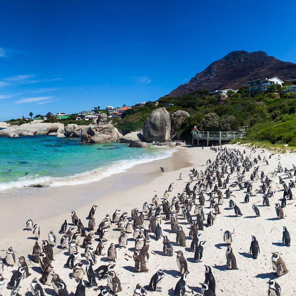 Plaża z pingwinami w Afryce puzzle online