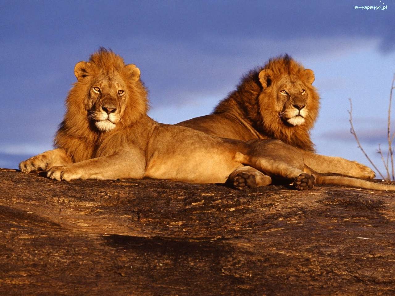Dwa lwy na skale puzzle online