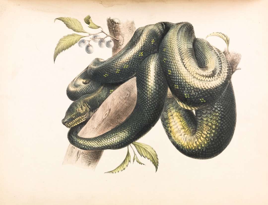 zielony i czarny wąż ilustracja puzzle online