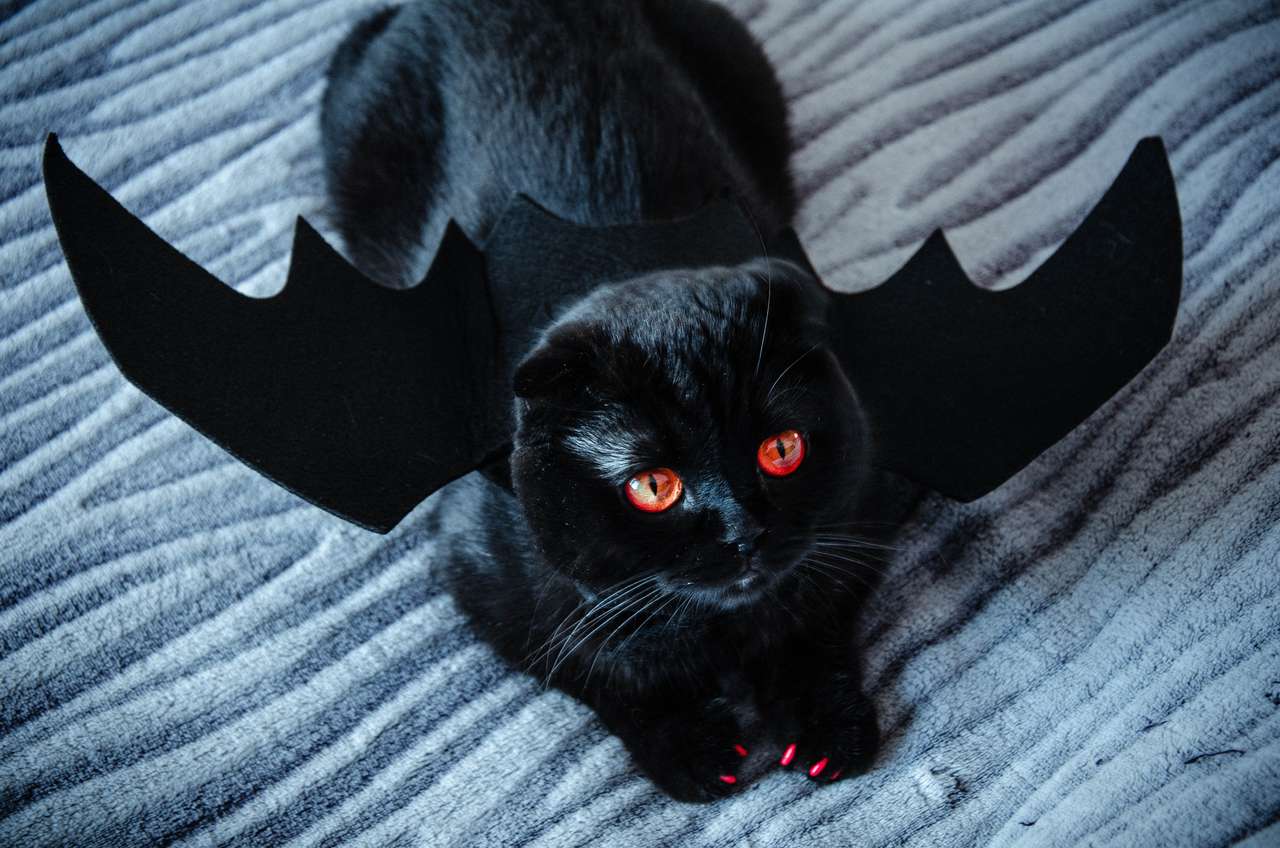halloween - kot puzzle online