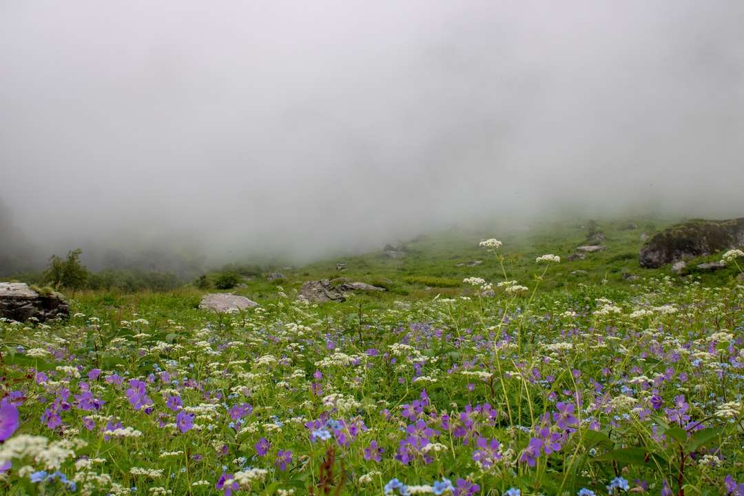 fioletowe pole kwiatów pod białymi chmurami w ciągu dnia puzzle online