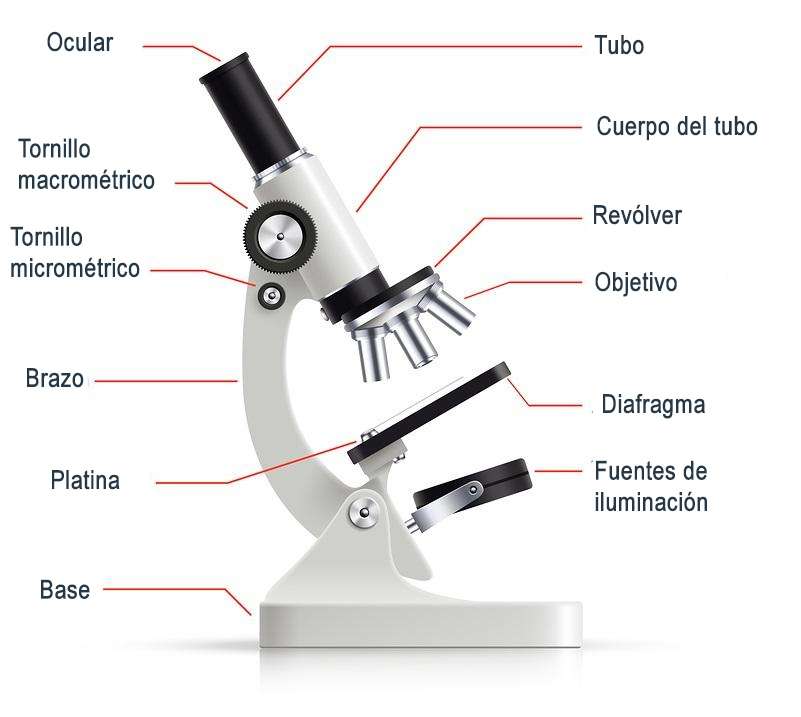 mikroskop puzzle online