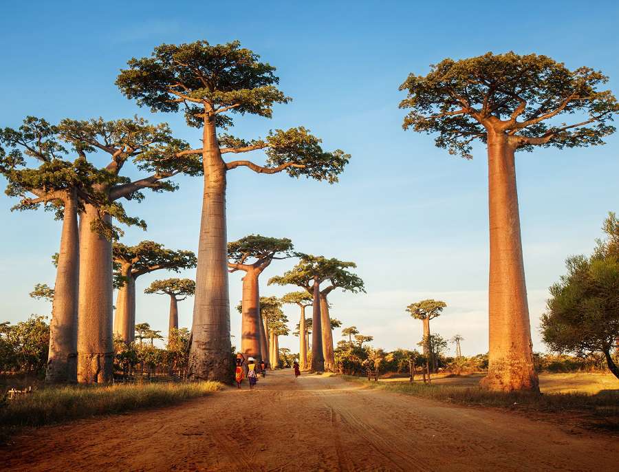 Madagaskar-  niezwykła przyroda- baobaby puzzle online