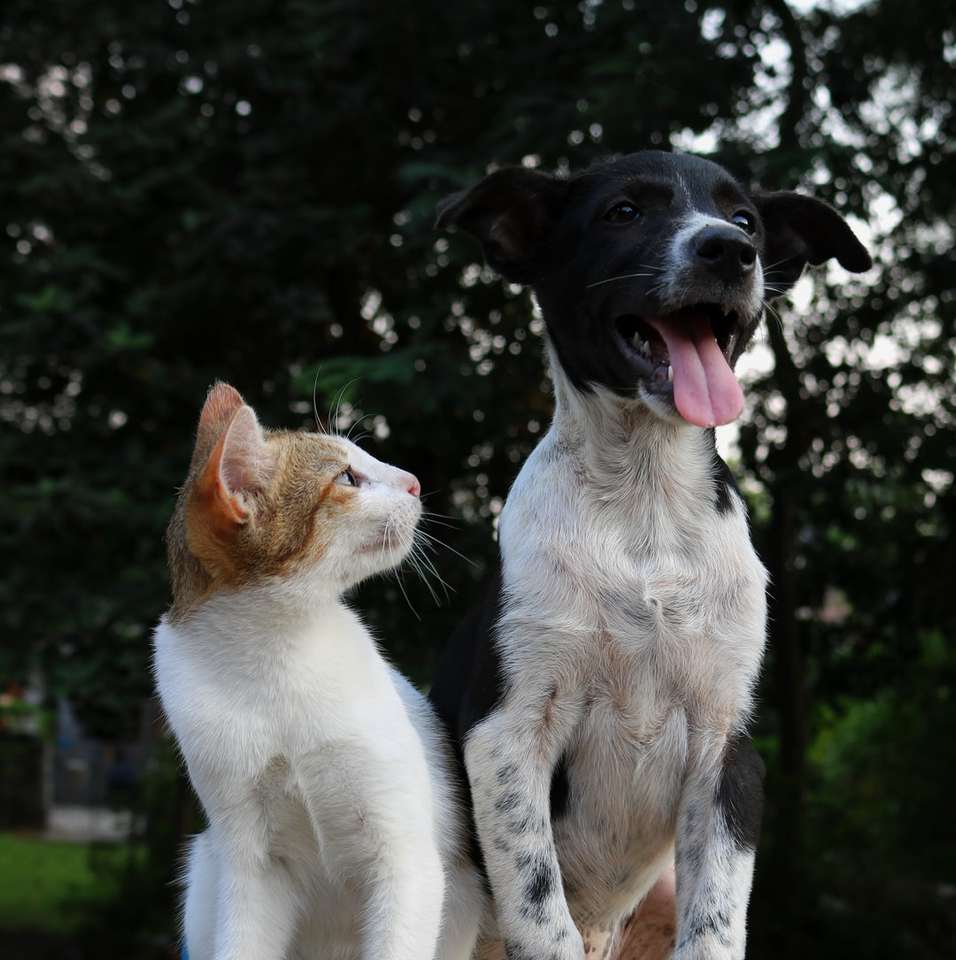płytkie zdjęcie psa i kota puzzle online