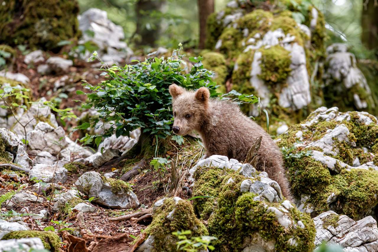 bliskie spotkanie z dzikim niedźwiadkiem brunatnym puzzle online