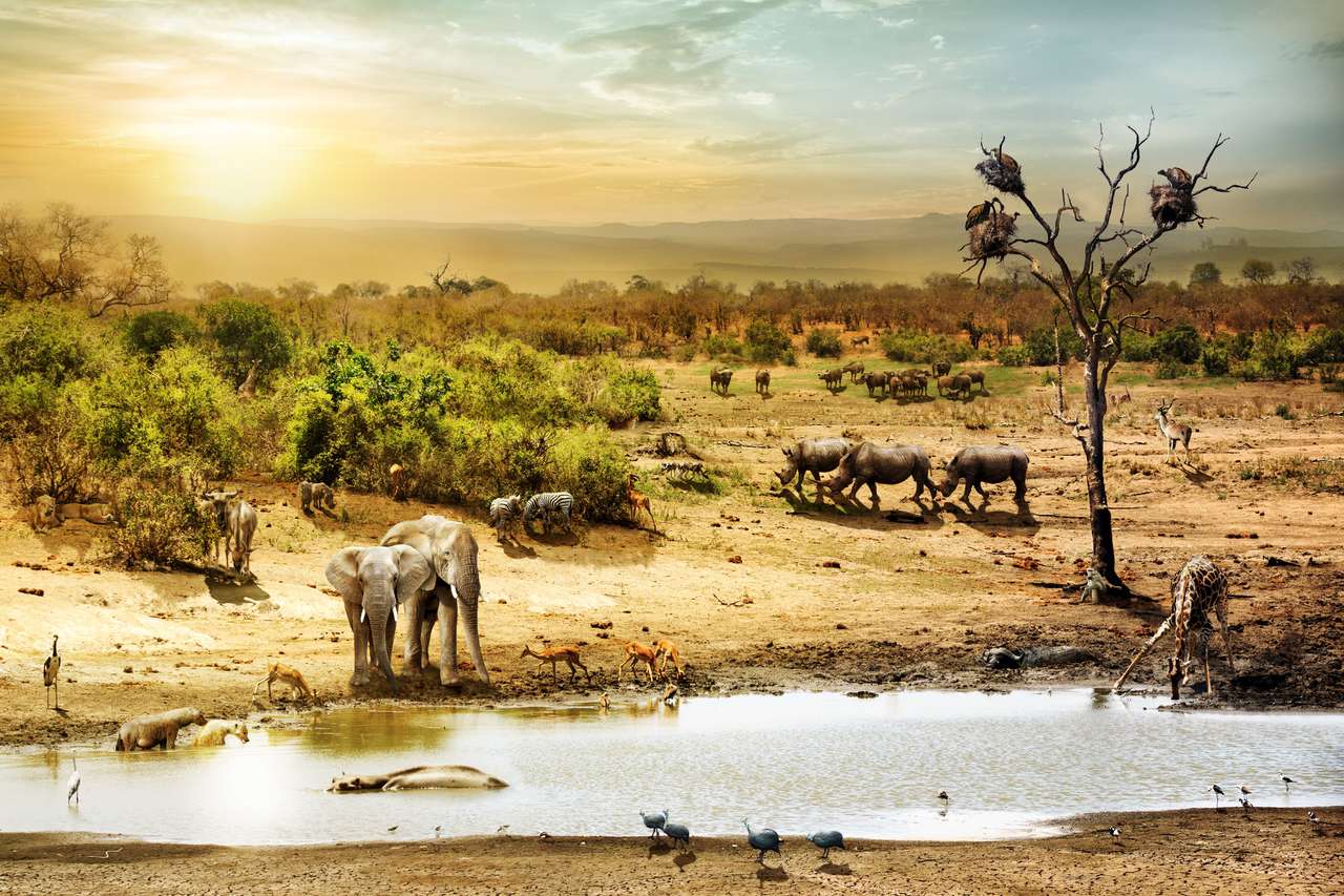 Marzycielska scena dzikiej przyrody południowoafrykańskiego safari puzzle online