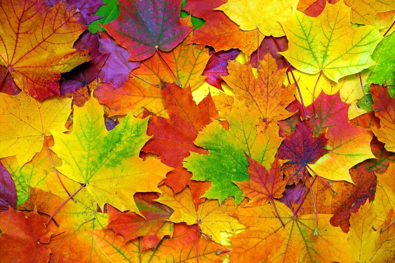 Jesienne kolorowe liście puzzle online