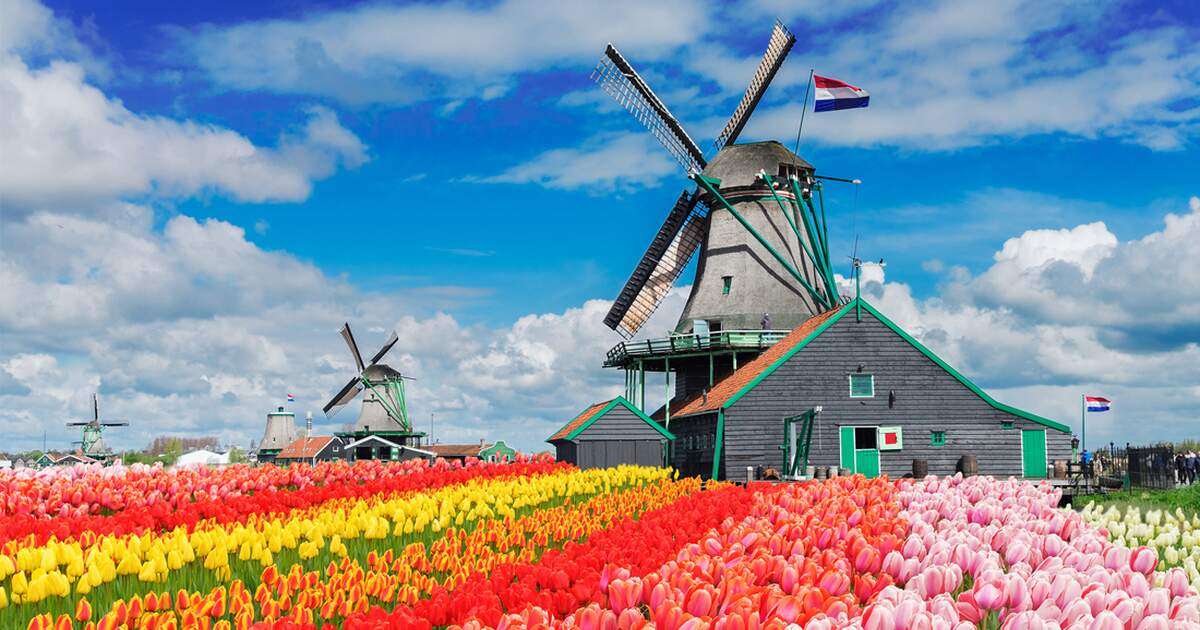 Pole tulipanowe i wiatrak w Holandii puzzle online