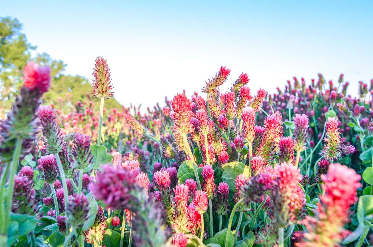 pole karmazynowej koniczyny, trifolium incarnatum, kwitnie jasnoczerwono puzzle online