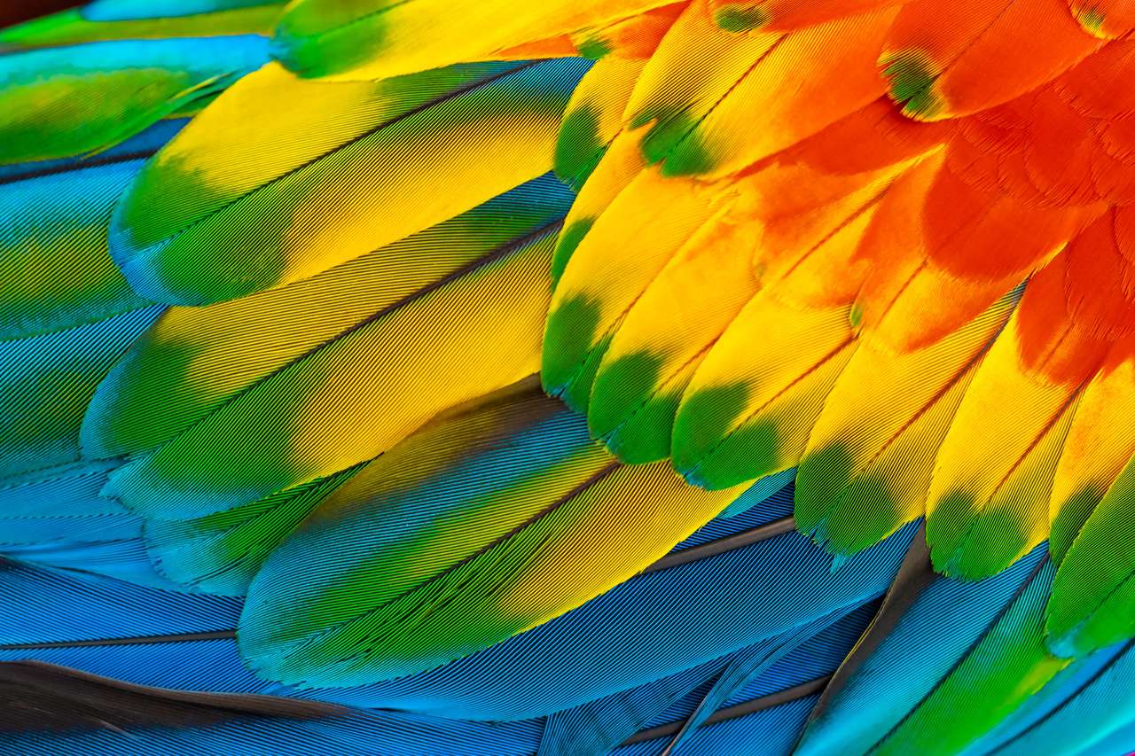Kolorowe pióra papugi ara z czerwonym żółtym pomarańczowym niebieskim na tle przyrody puzzle online