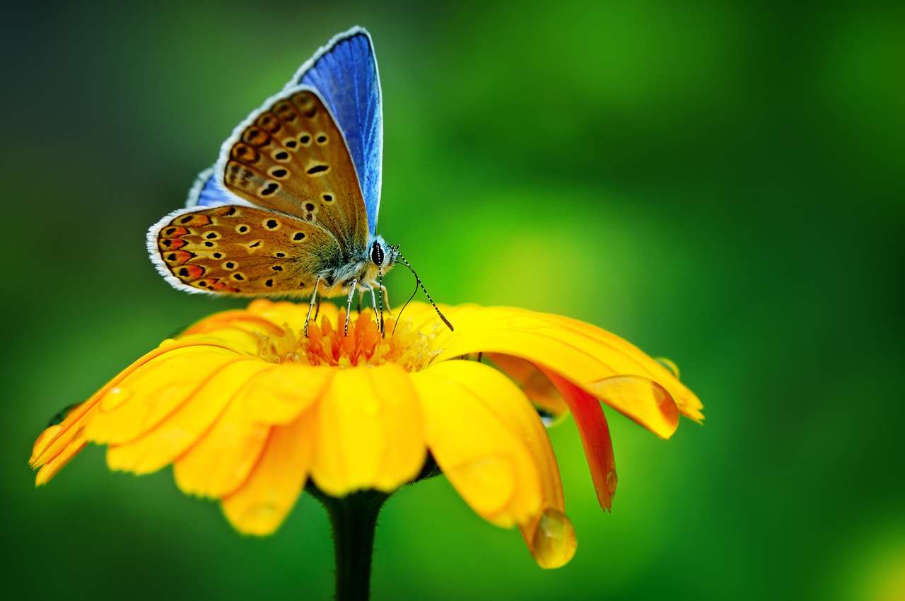 Niebieski motyl na żółtym kwiecie puzzle online