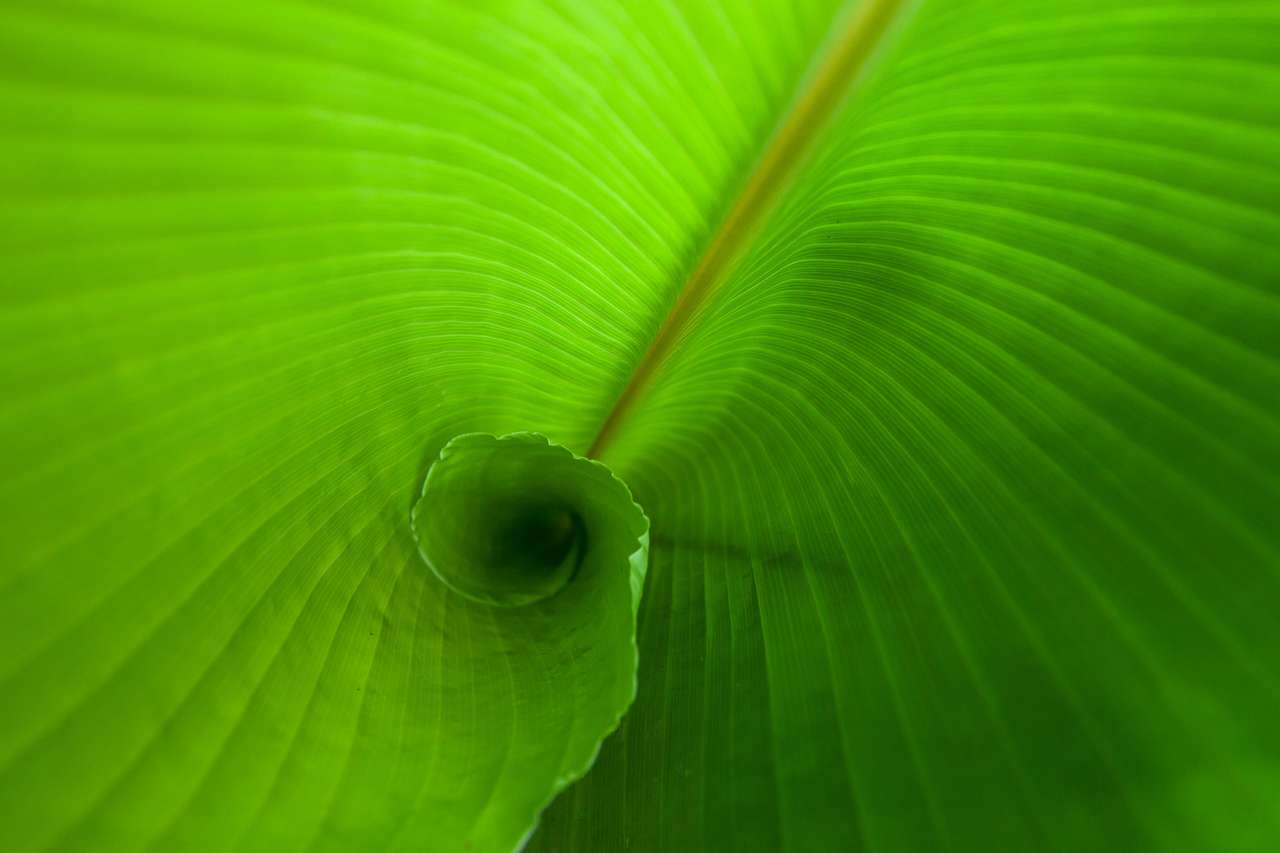Zielony liść bananowca z bliska puzzle online