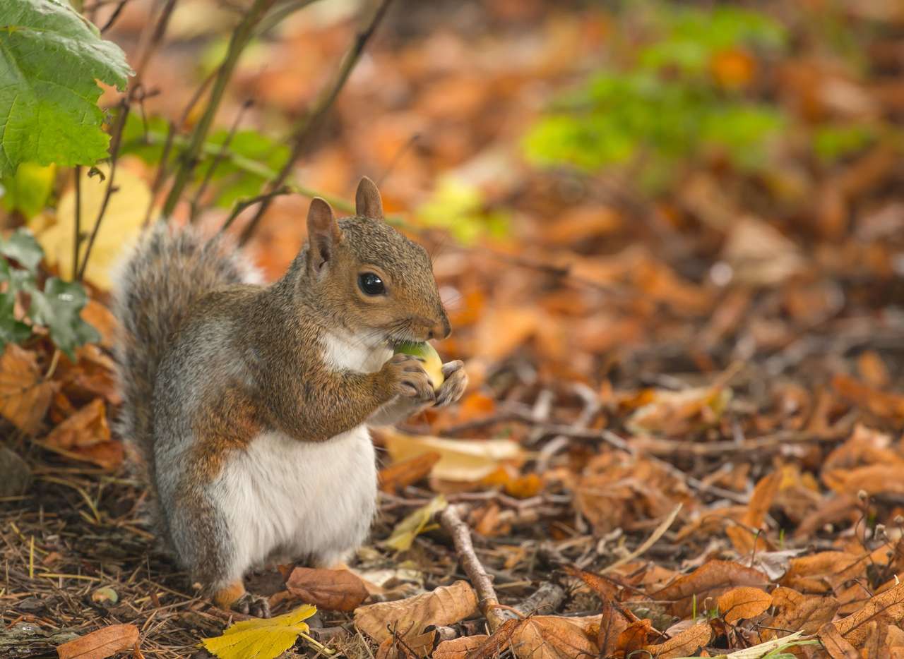 Wiewiórki podgryzające jesienią orzechy puzzle online