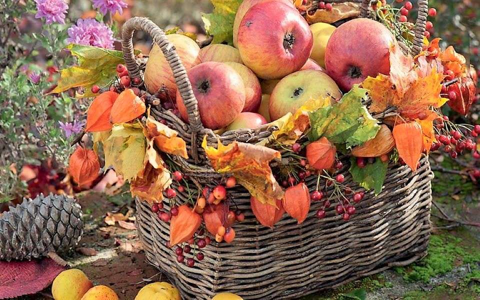 Zbiory jabłek jesienią puzzle online
