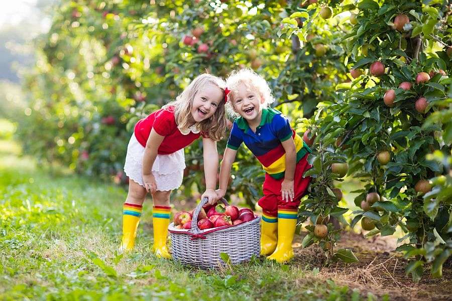 Dzieci przy zbiorach jabłek puzzle online