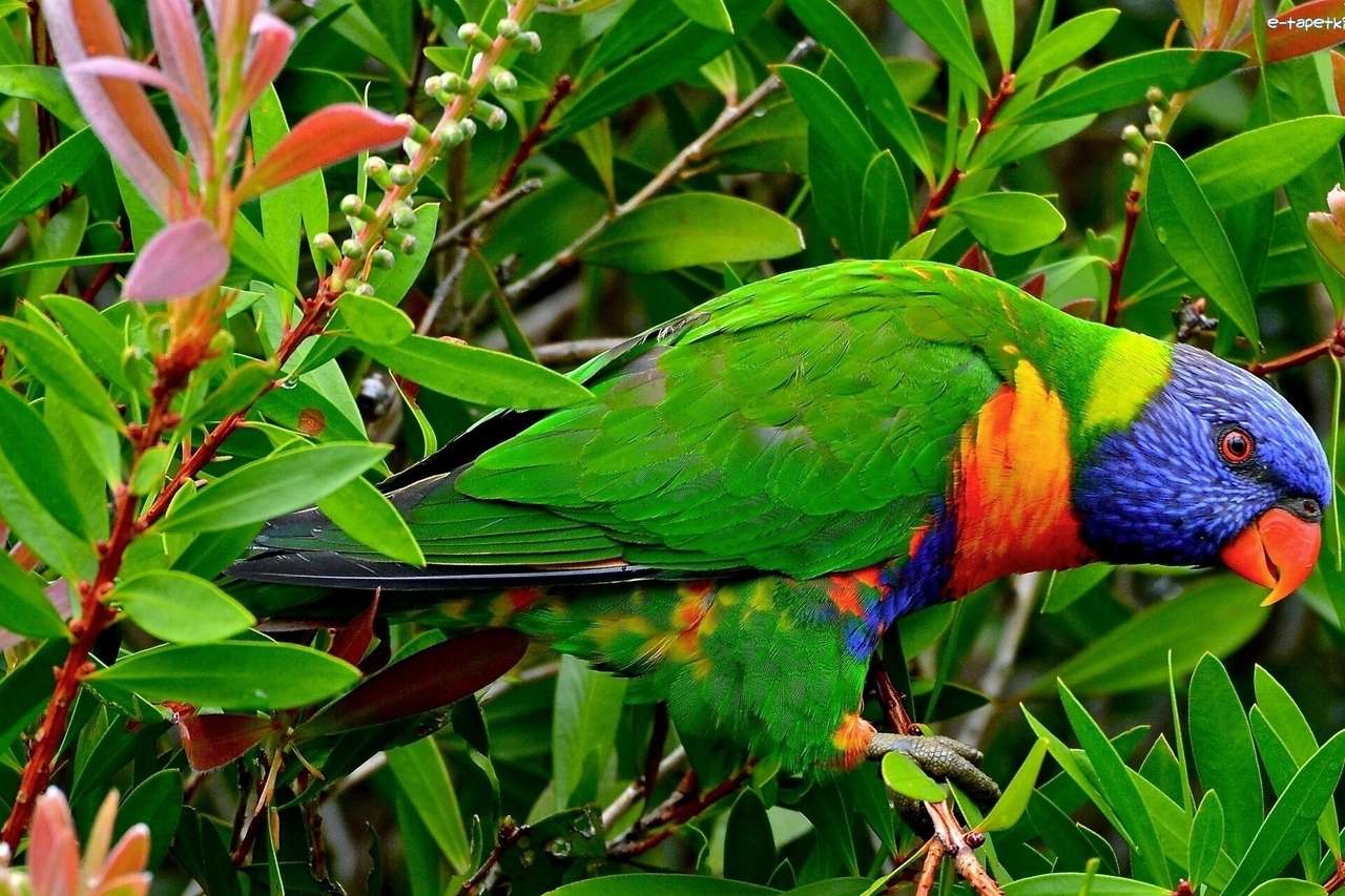 Papuga na krzaku kwitnącym puzzle online