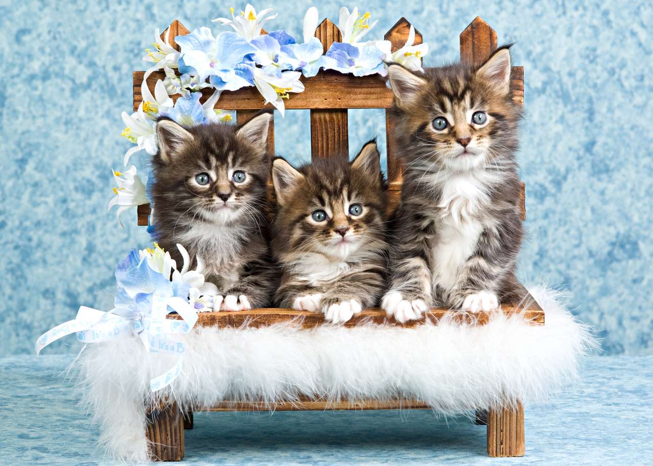 Słodkie trzy kotki na ławeczce puzzle online