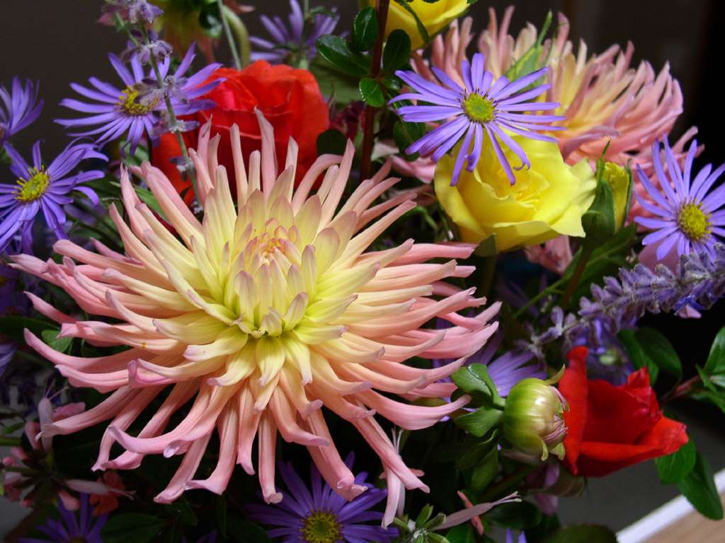 Dalie i kwiaty mieszane puzzle online