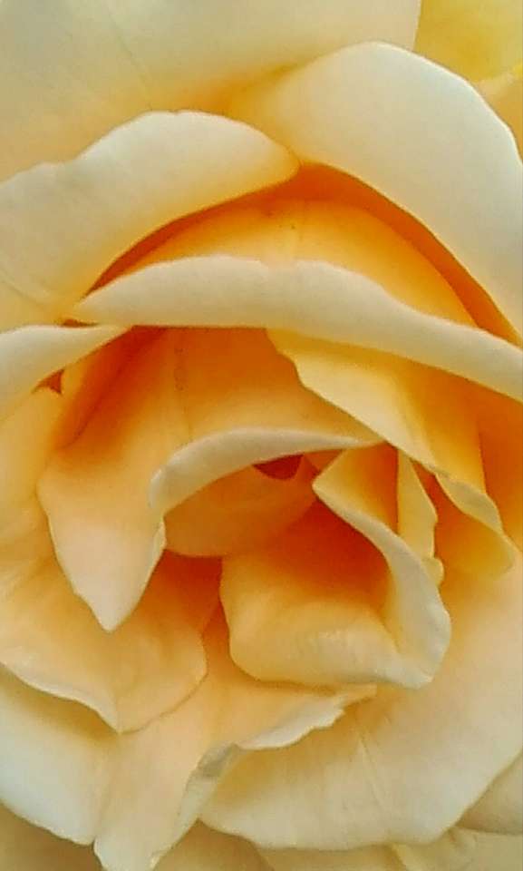 żółta róża puzzle online
